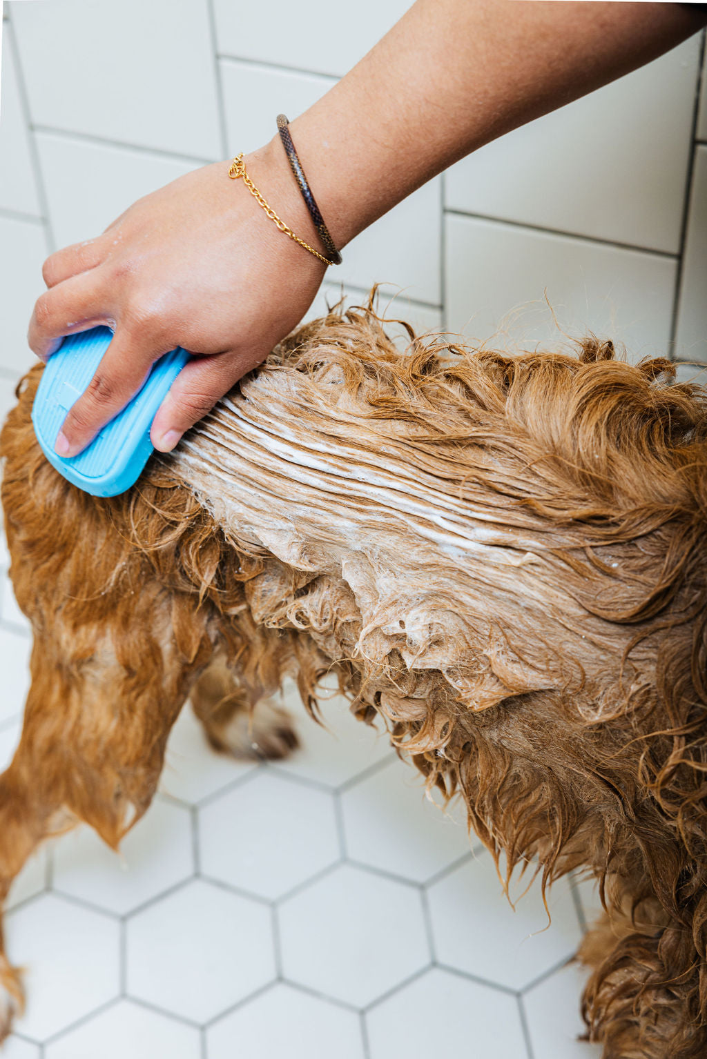 In Bloom Dog Shampoo & Conditioner Duo | Cleo&Hooman