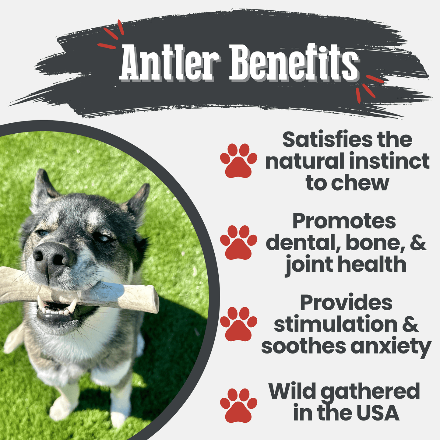 Reindeer Antler Dog Chews | Wild-Gathered, Organic Chews for Dogs
