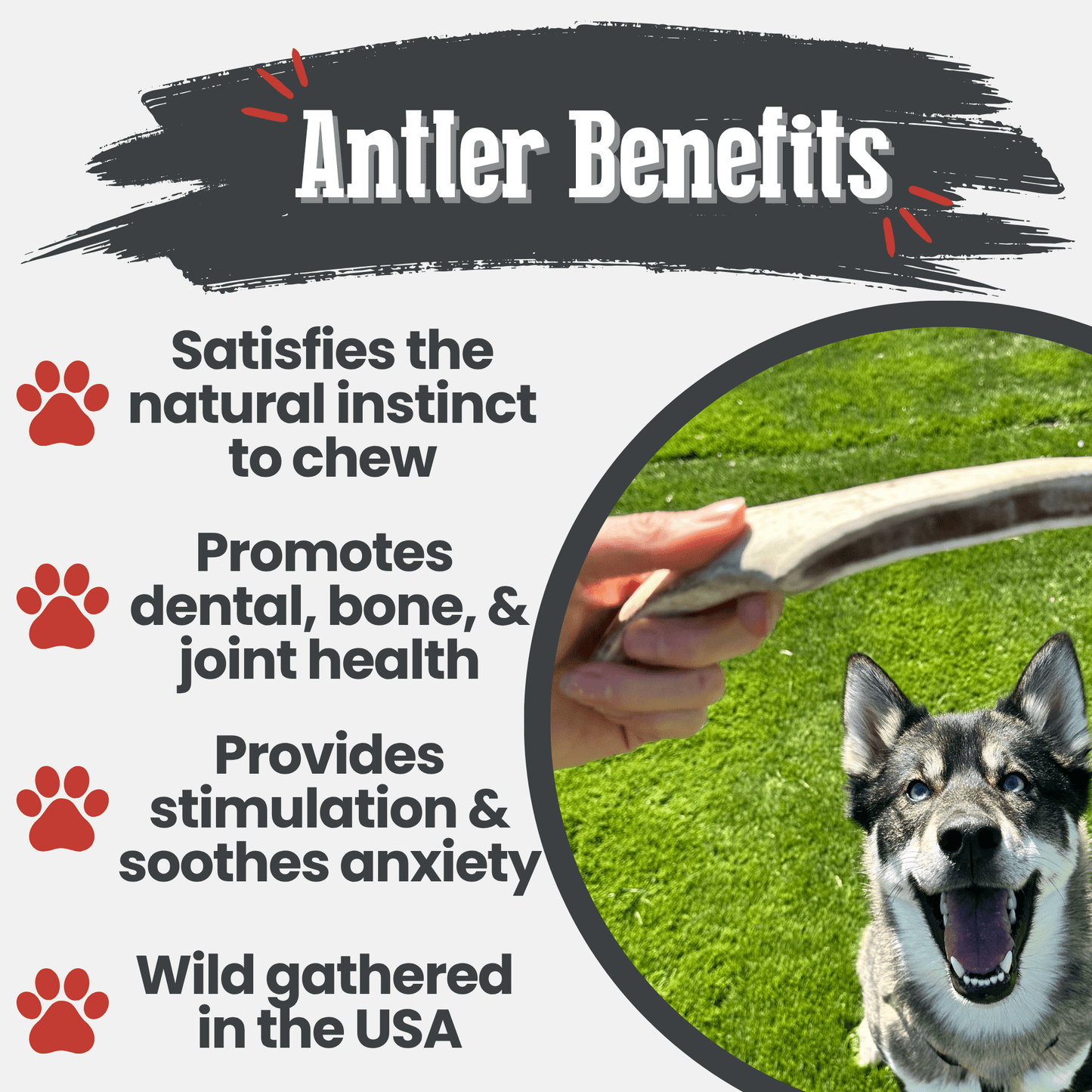 Reindeer Antler Dog Chews | Wild-Gathered, Organic Chews for Dogs