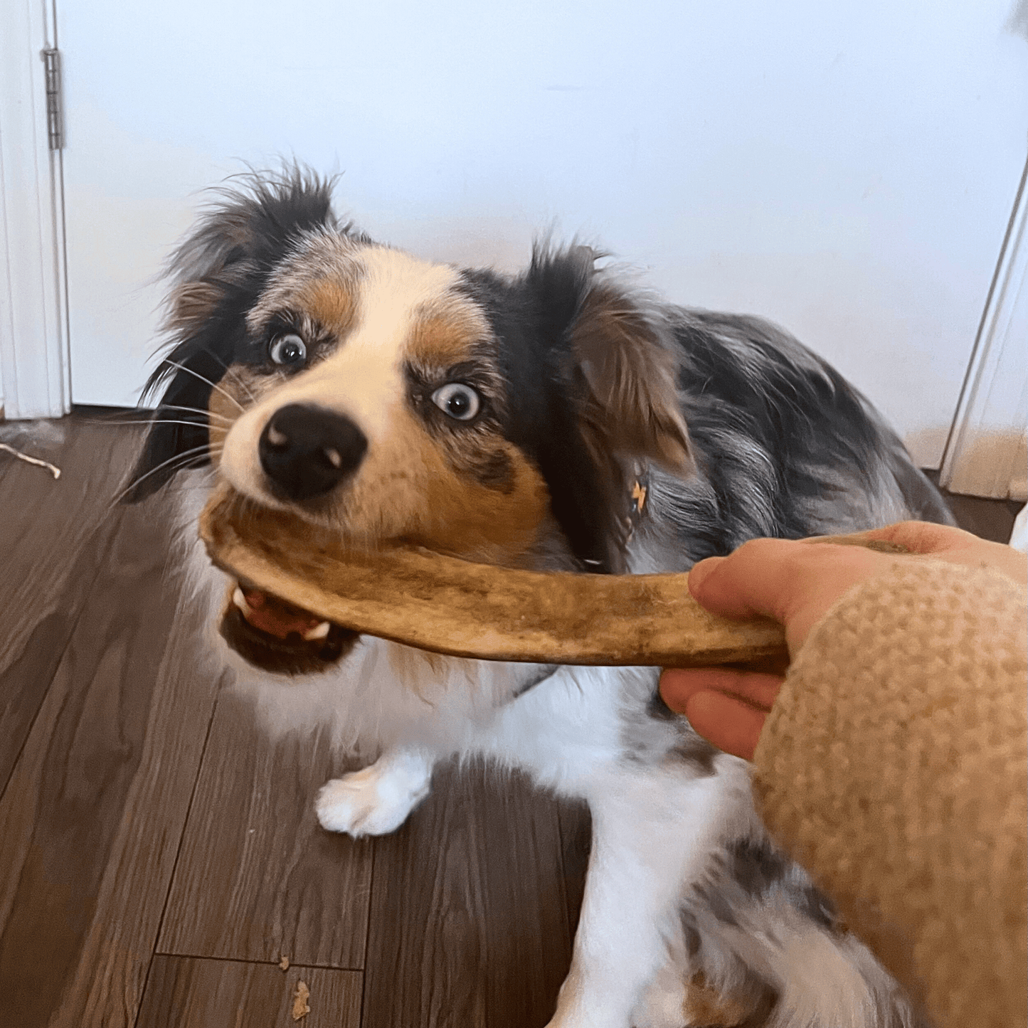 Reindeer Antler Dog Chews | Wild-Gathered, Organic Chews for Dogs
