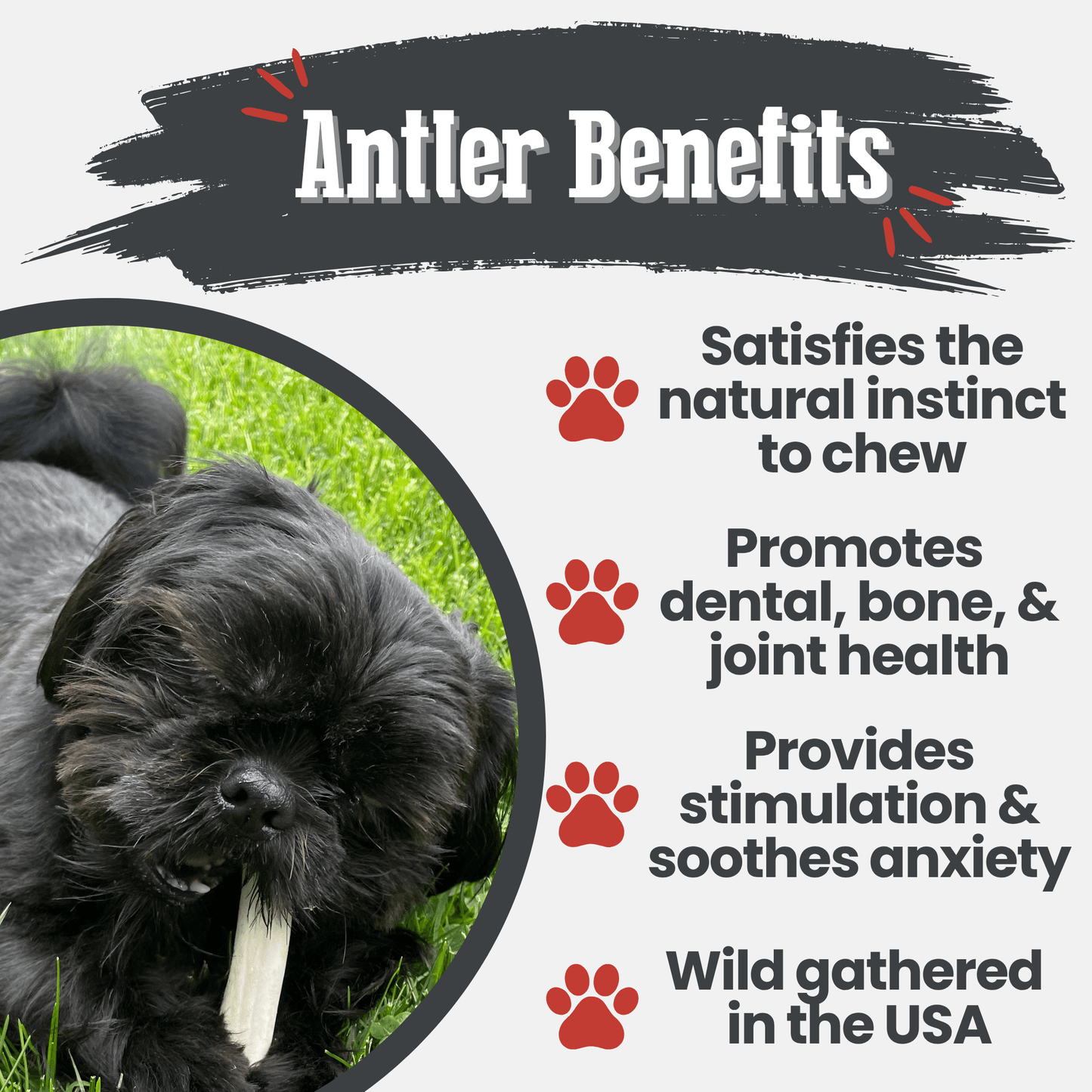 Reindeer Antler Dog Chews | Wild-Gathered, Organic Chews for Dogs