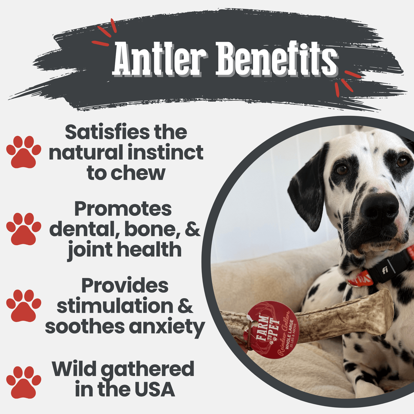 Reindeer Antler Dog Chews | Wild-Gathered, Organic Chews for Dogs