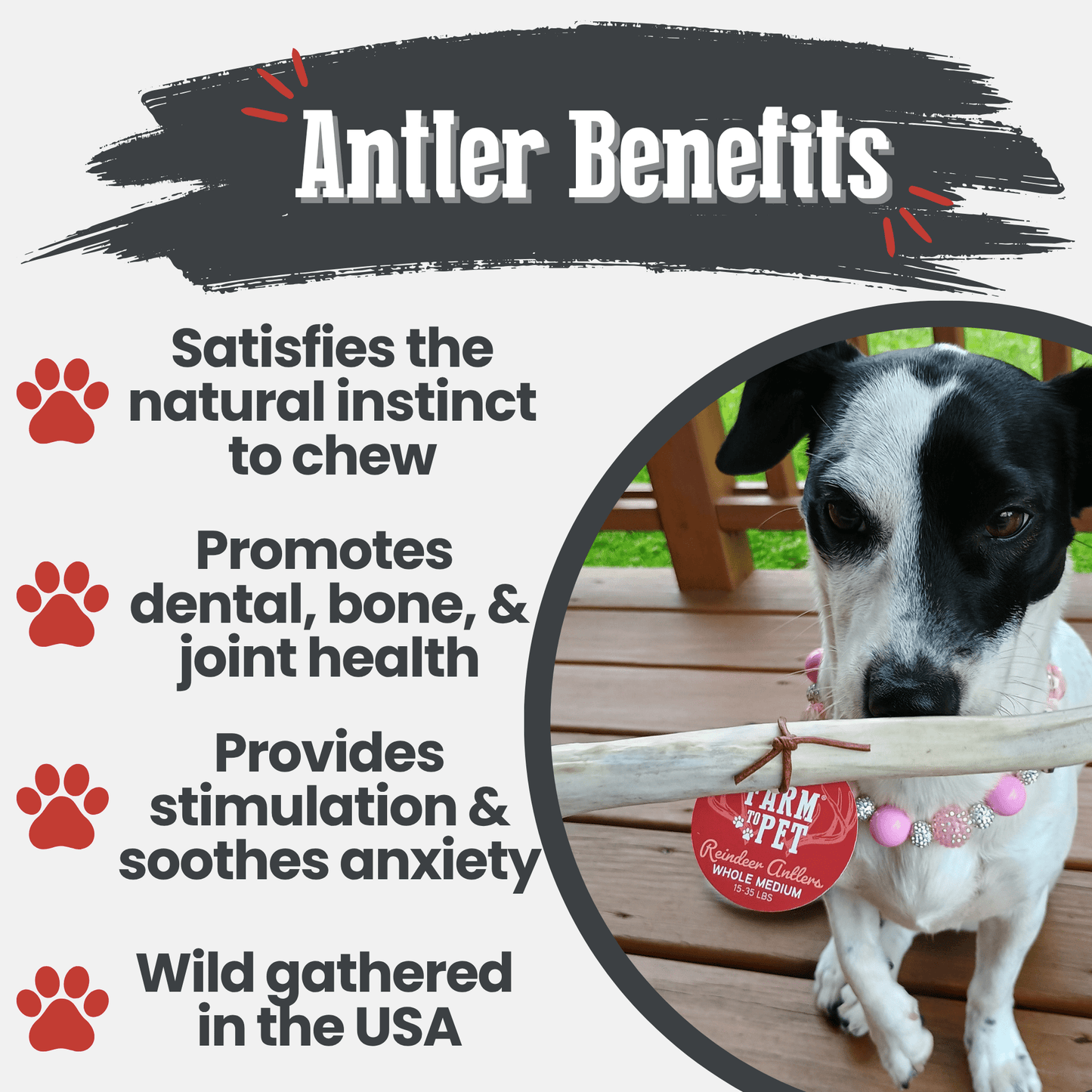 Reindeer Antler Dog Chews | Wild-Gathered, Organic Chews for Dogs