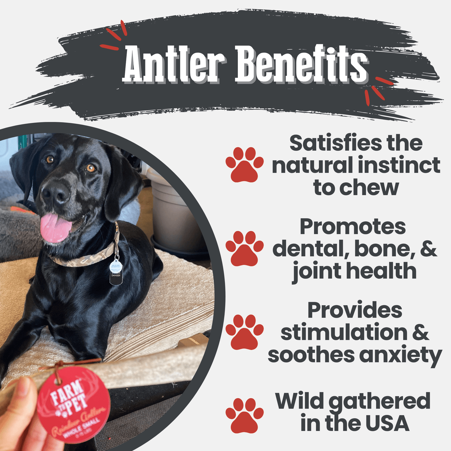 Reindeer Antler Dog Chews | Wild-Gathered, Organic Chews for Dogs