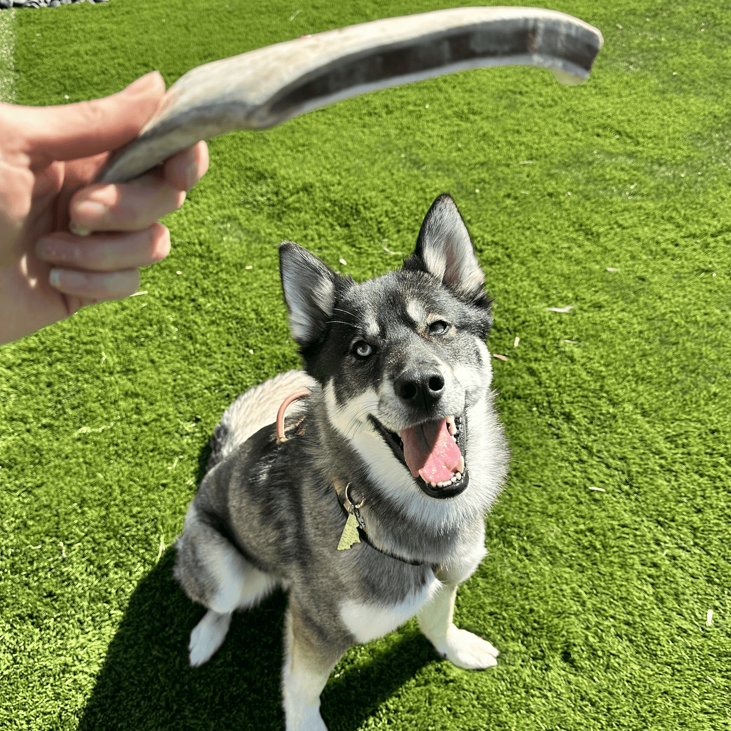 Reindeer Antler Dog Chews | Wild-Gathered, Organic Chews for Dogs