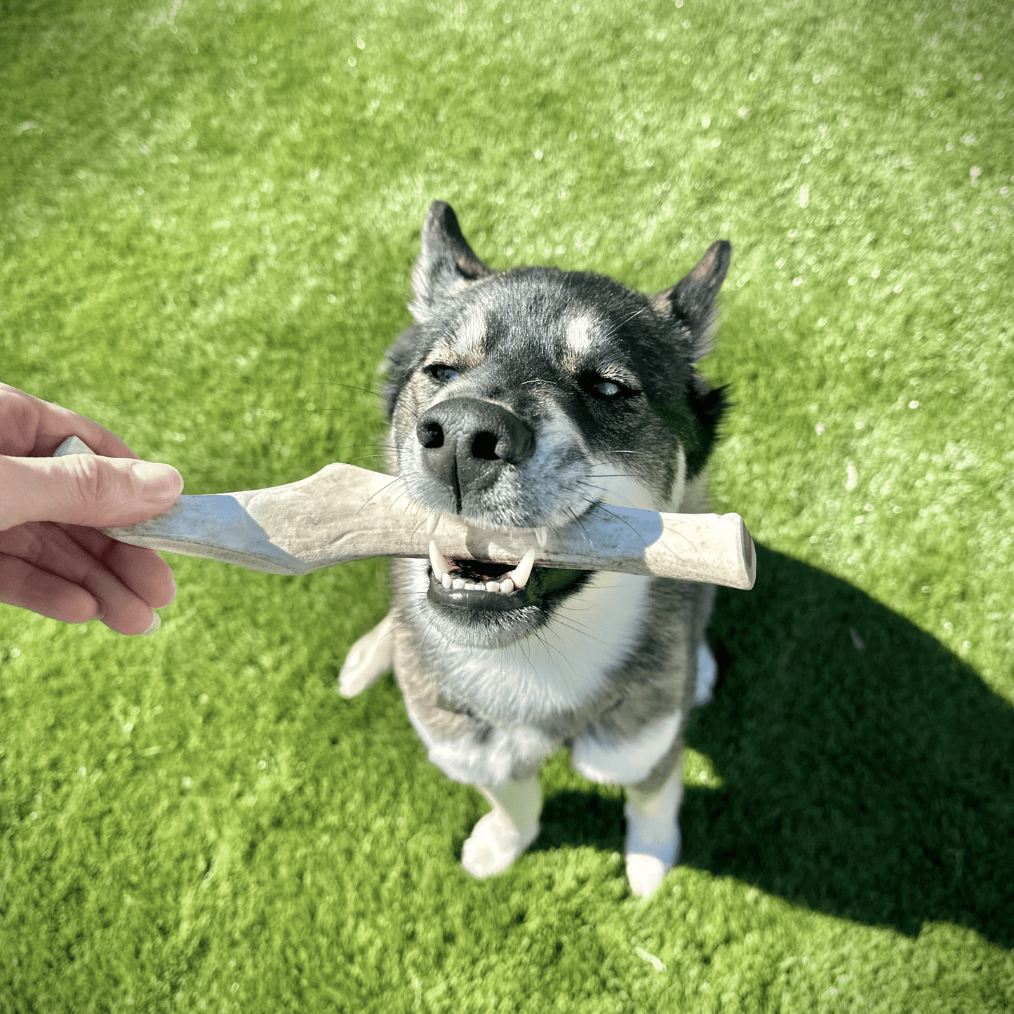 Reindeer Antler Dog Chews | Wild-Gathered, Organic Chews for Dogs