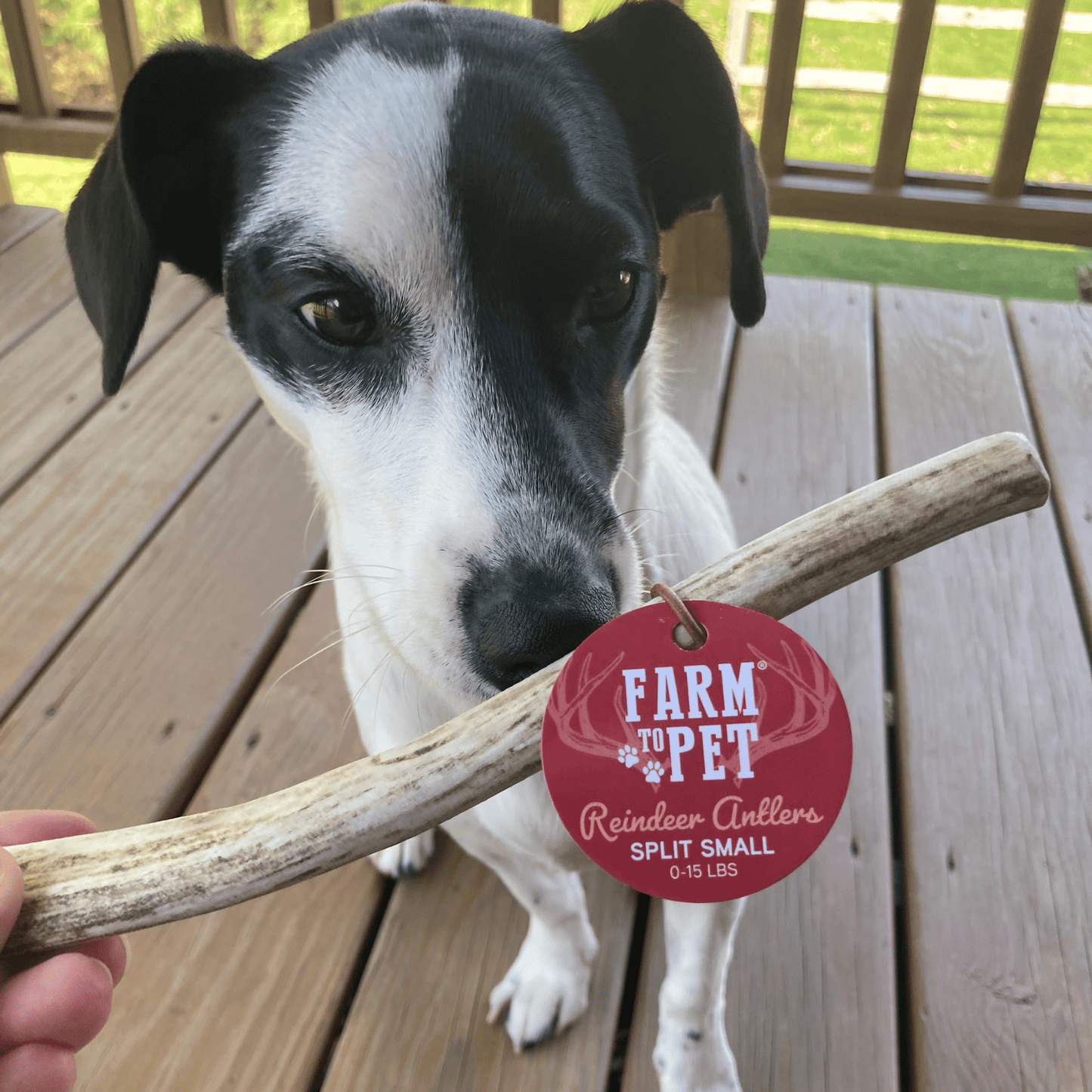 Reindeer Antler Dog Chews | Wild-Gathered, Organic Chews for Dogs