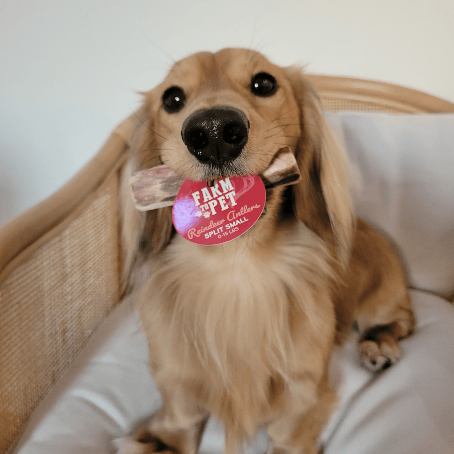 Reindeer Antler Dog Chews | Wild-Gathered, Organic Chews for Dogs