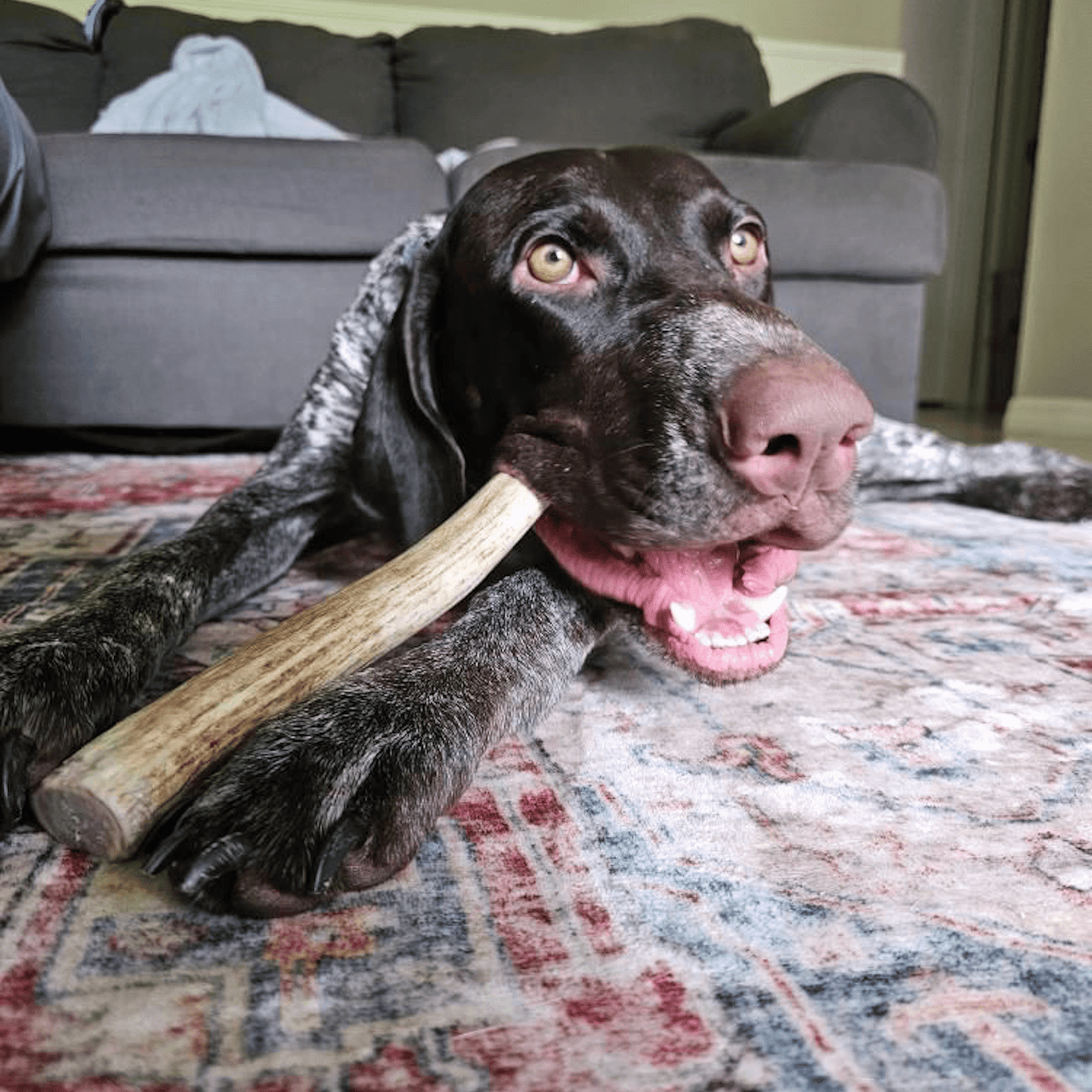 Reindeer Antler Dog Chews | Wild-Gathered, Organic Chews for Dogs