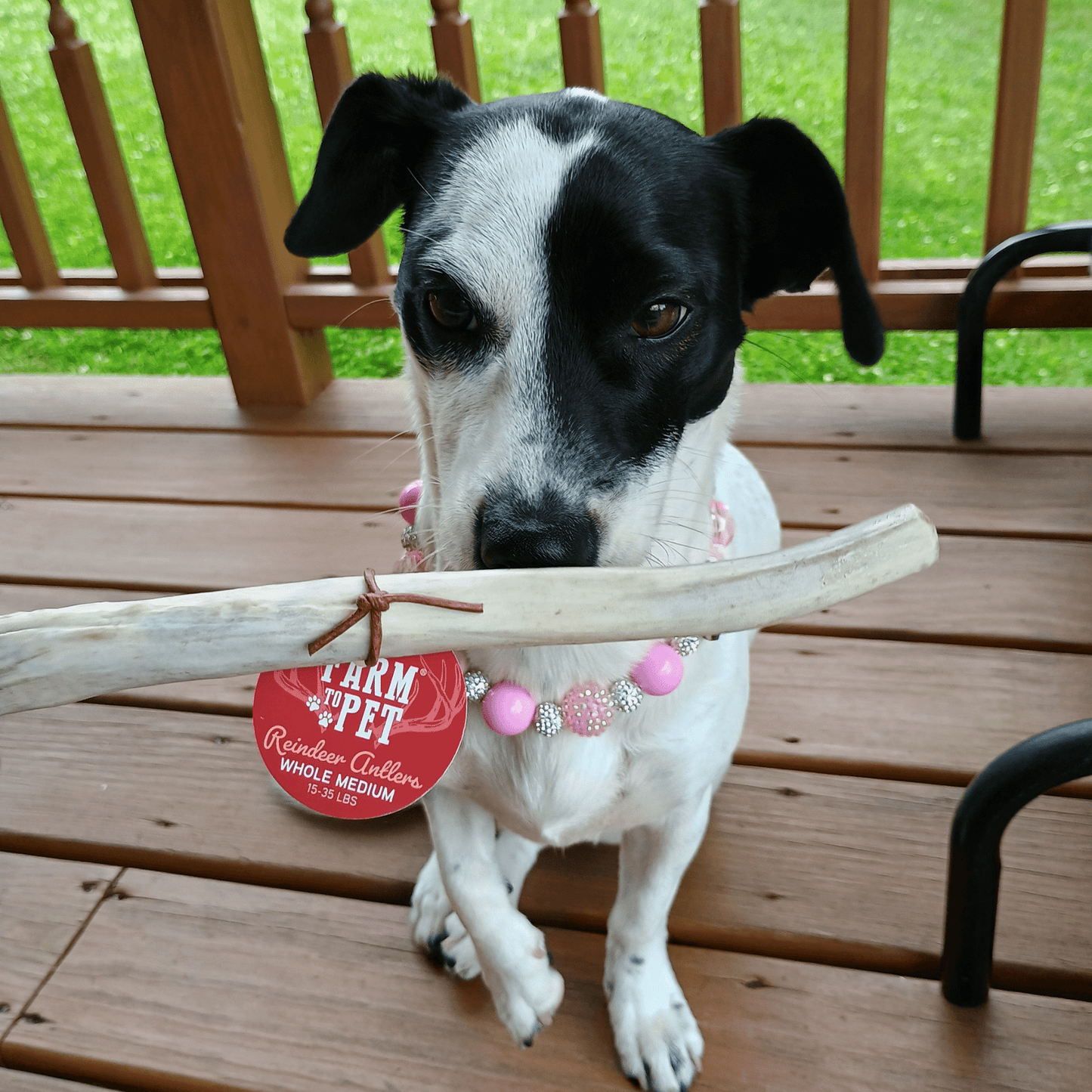 Reindeer Antler Dog Chews | Wild-Gathered, Organic Chews for Dogs