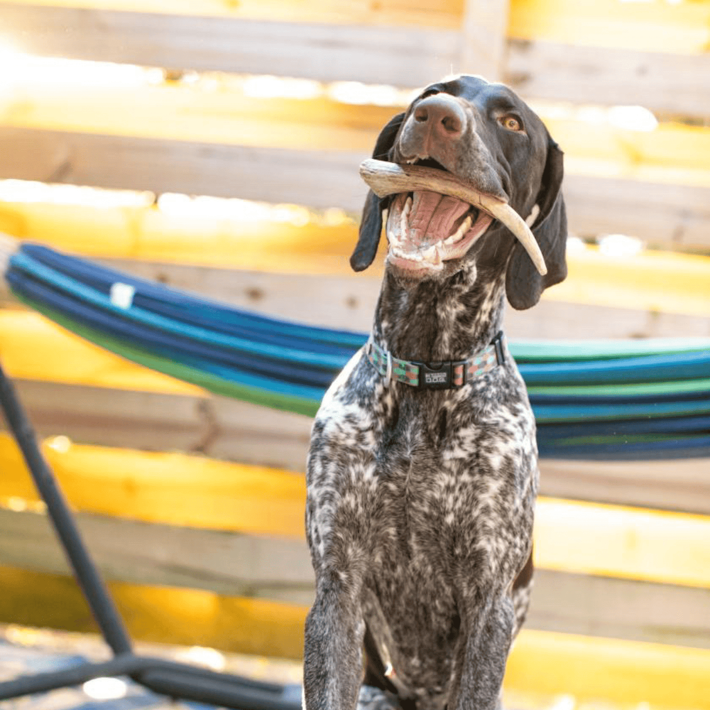 Reindeer Antler Dog Chews | Wild-Gathered, Organic Chews for Dogs