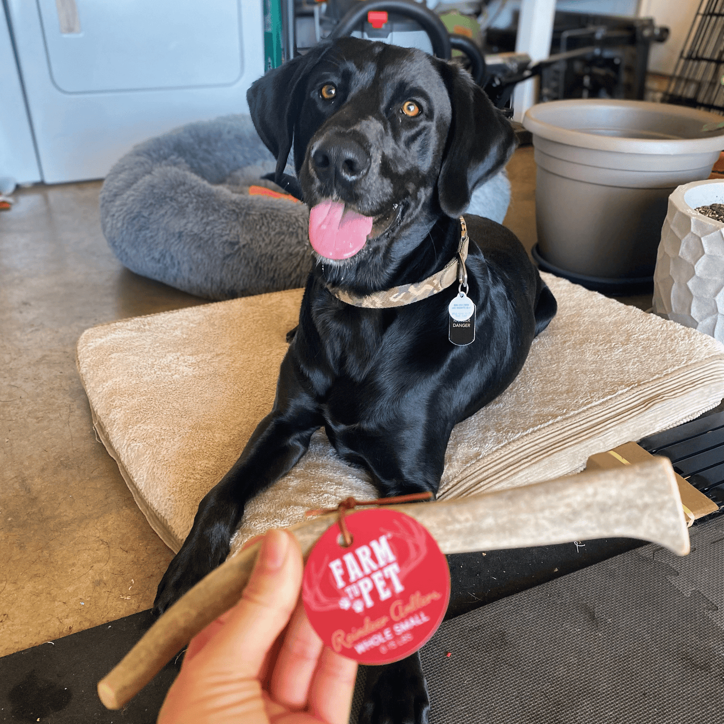 Reindeer Antler Dog Chews | Wild-Gathered, Organic Chews for Dogs