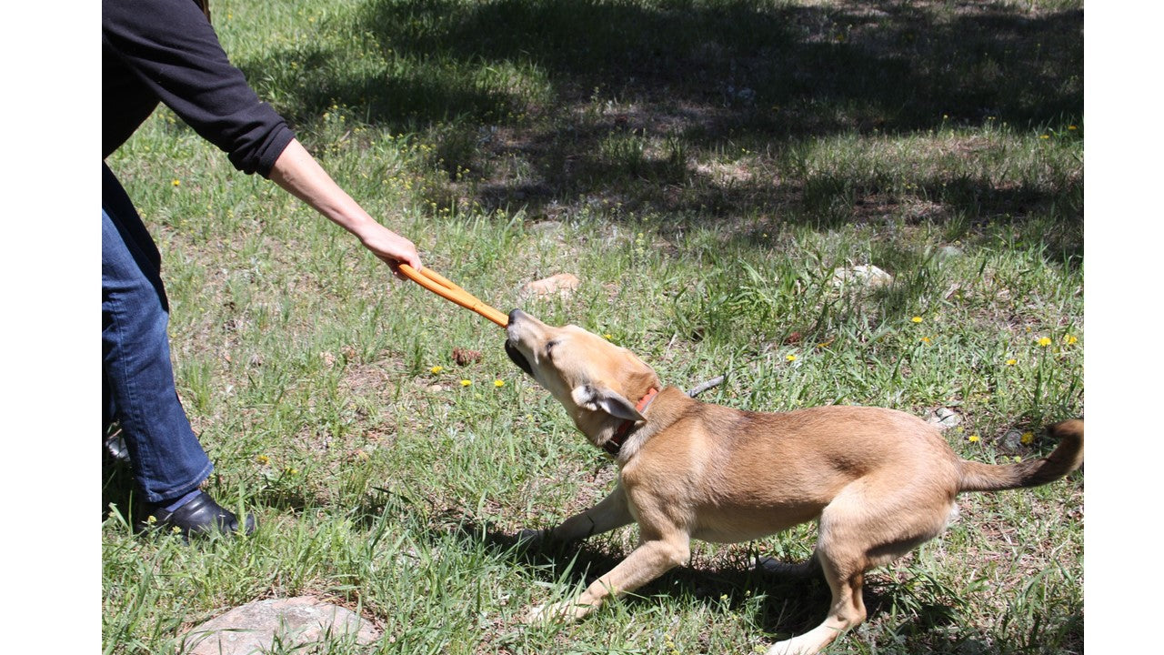 SodaPup Pop Top Natural Rubber Tug Toy – USA Made