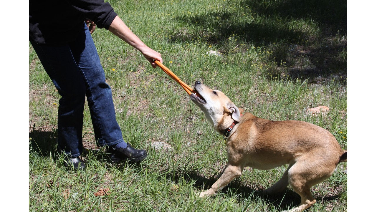 SodaPup Pop Top Natural Rubber Tug Toy – USA Made