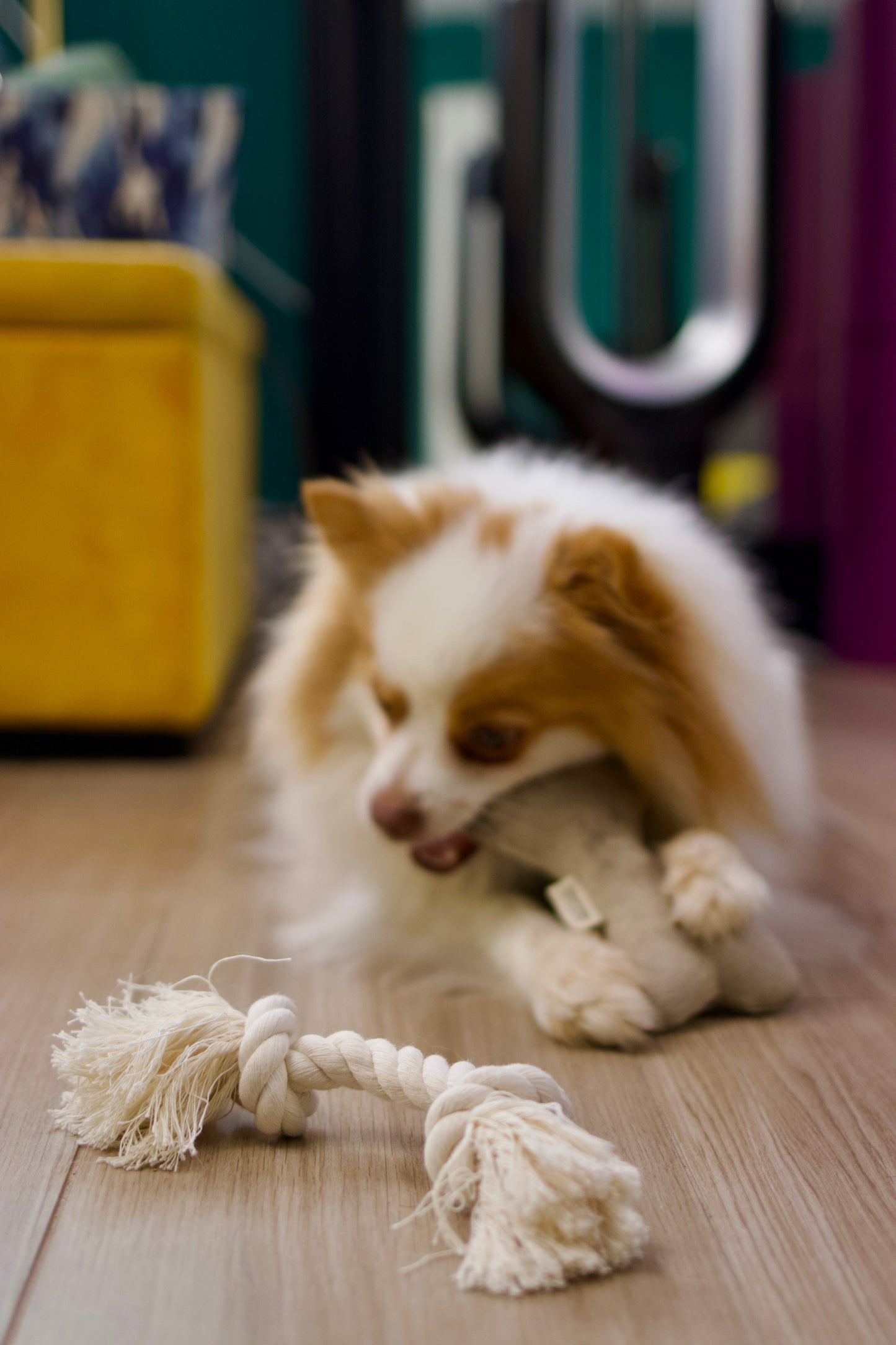 Natural Dog Toy Bundle — Hemp & Organic Cotton | Cuddle, Fetch & Tug