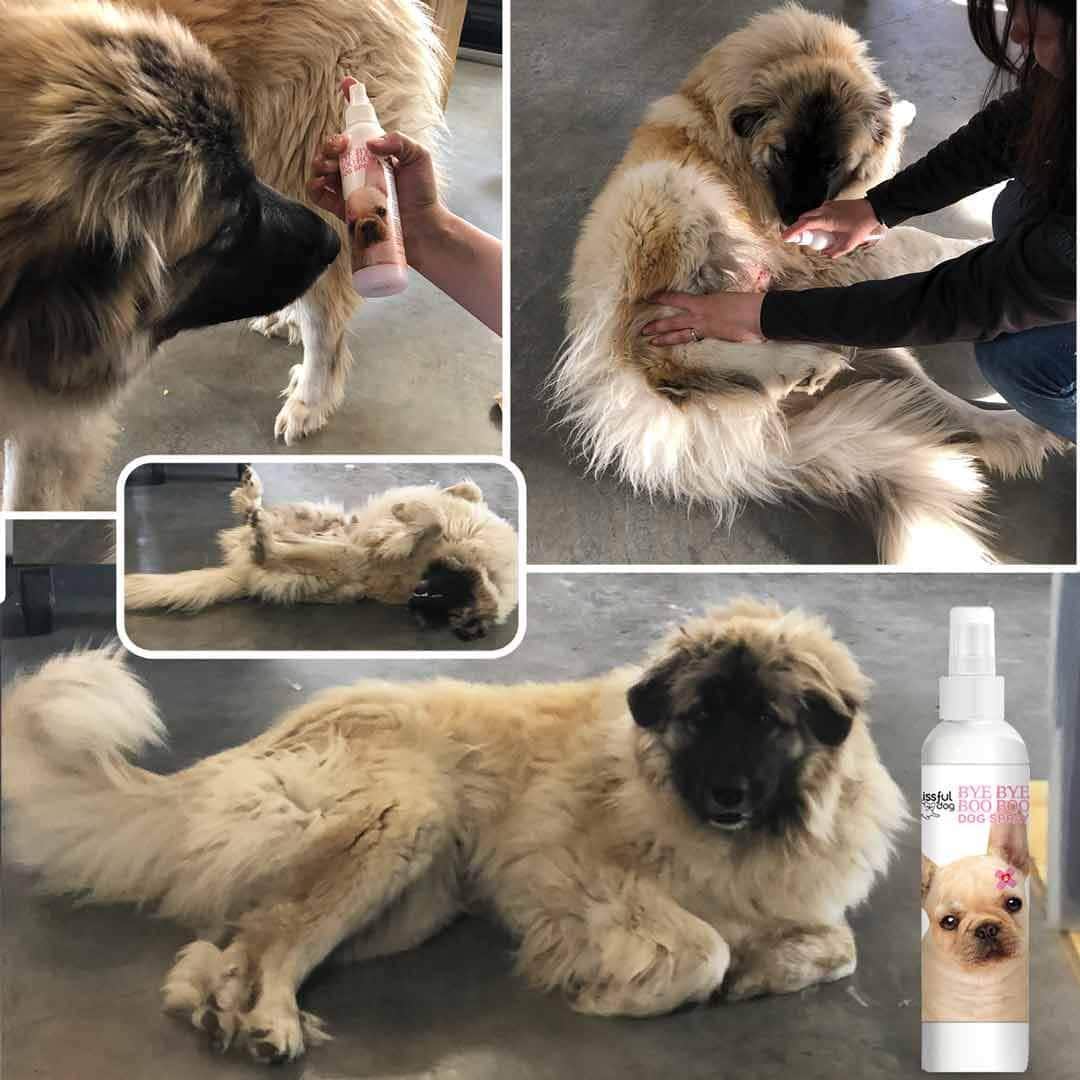 Bye Bye Boo Boo™ Dog Spray by The Blissful Dog – Natural Anti-Itch & Hot Spot Spray