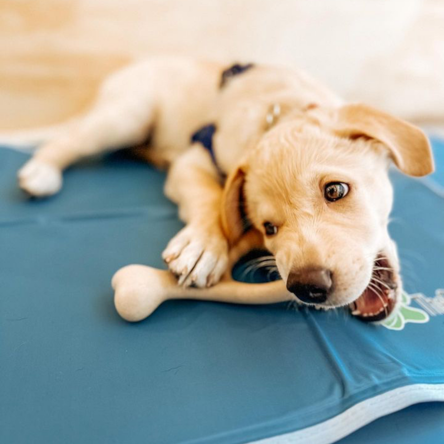 BetterBone LIGHT — Plant-Based Eco Dog Chew