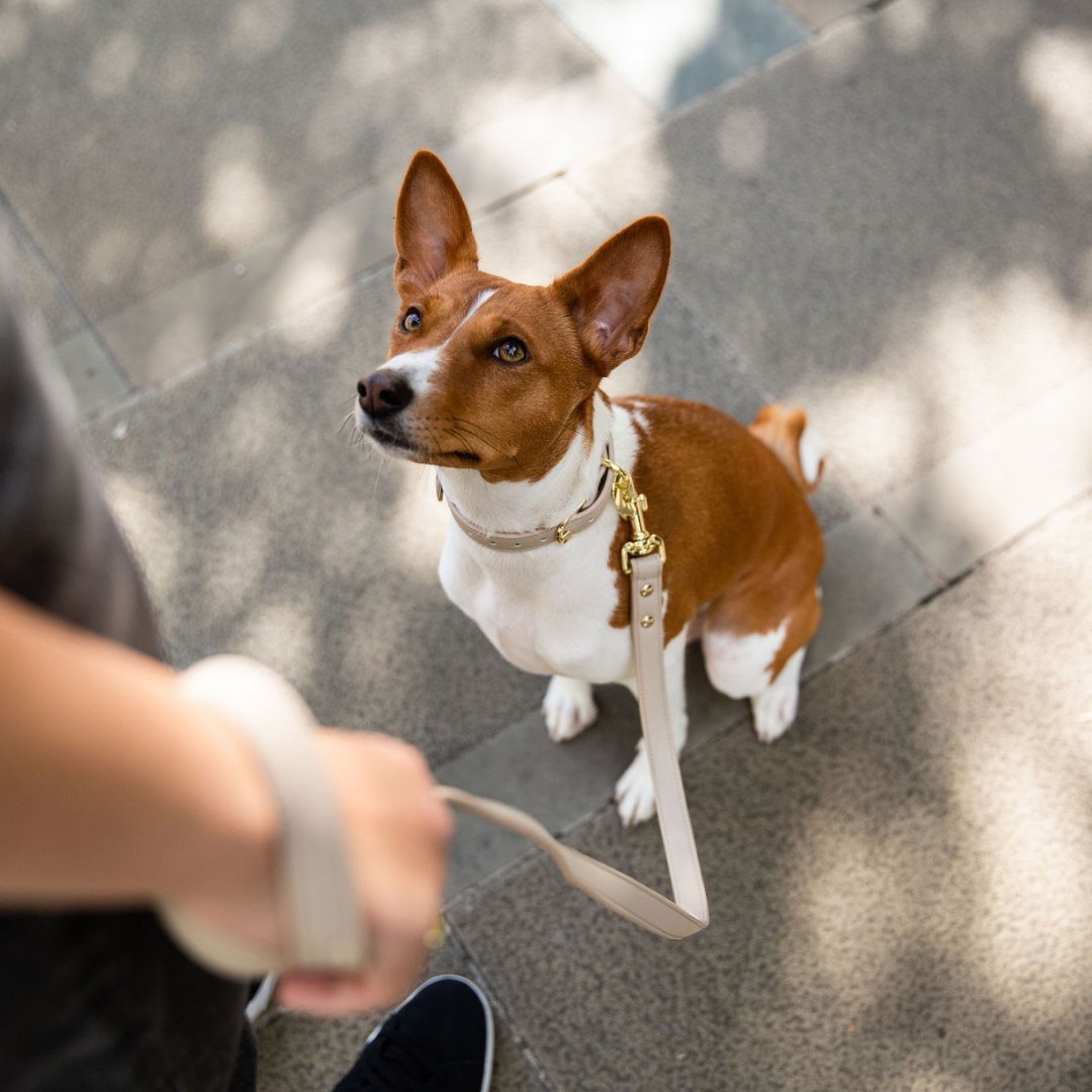 Leash 4ft - Vegan Leather