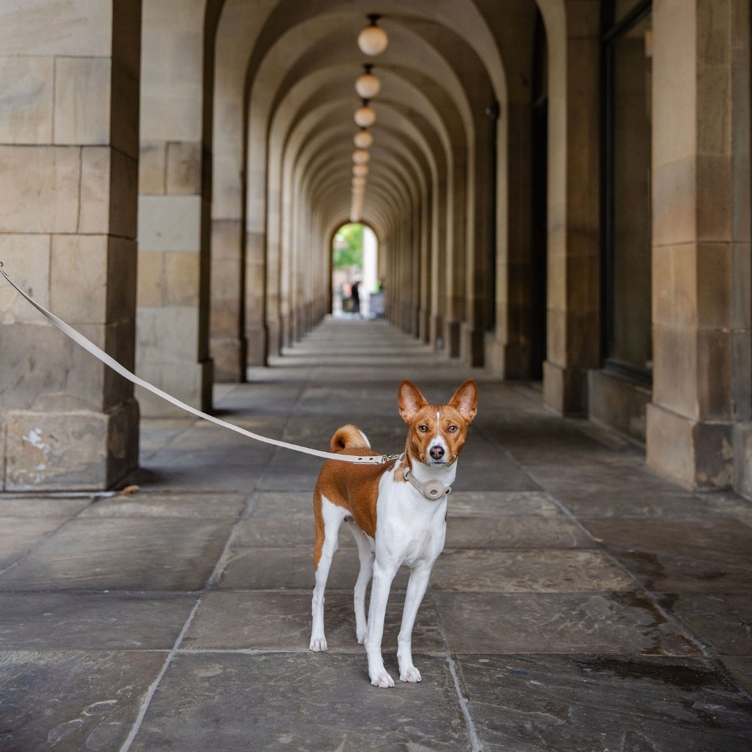 Leash 4ft - Vegan Leather
