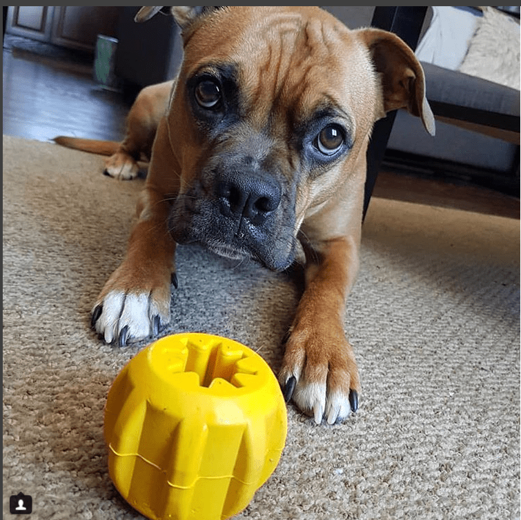 SodaPup Gear eDispenser – Natural Rubber Yak Chew Holder & Treat Toy