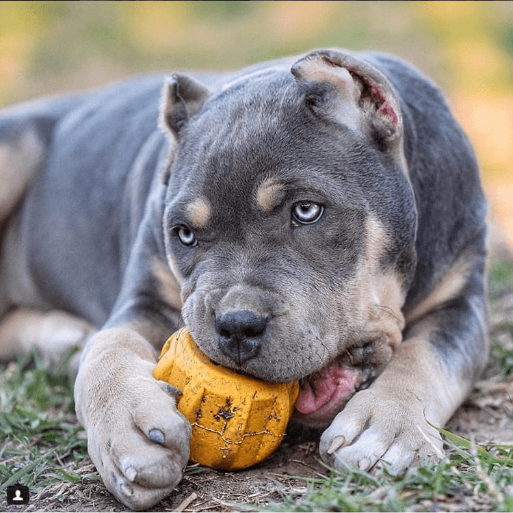 SodaPup Gear eDispenser – Natural Rubber Yak Chew Holder & Treat Toy